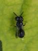 Psenulus sp.